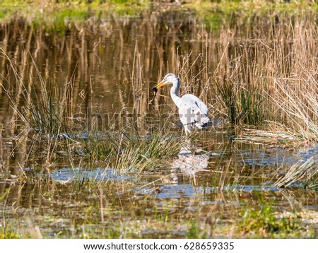 Grey Heron caught a frog