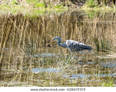 Grey Heron caught a frog