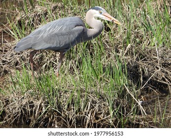 
Grey Heron Caught Small Fish In The Beak