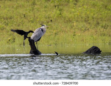 Grey heron and cormorant sharing the platform