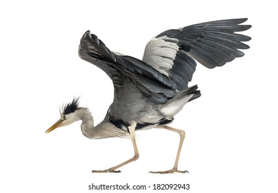 399 Agressive birds Images, Stock Photos & Vectors | Shutterstock