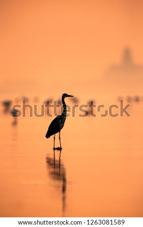 Grey Heron during sunrise, Bahrain 