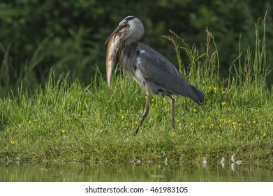 A Grey Heron With A Fish That's A Little Too Big!