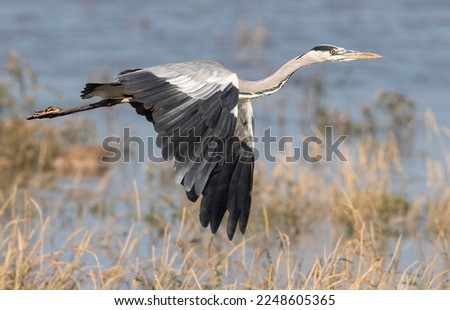 Grey Heron in flight and fighting ストックフォト © 