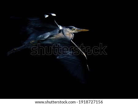 Image, Stock Photo Flying bird, great tit