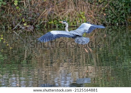 Grey heron in flight over water ストックフォト © 