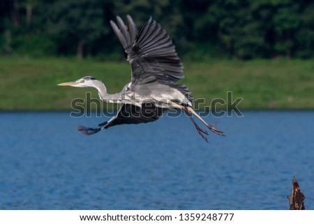 A grey heron flying away from a perch in the backwaters of bhadra river during a boat safari