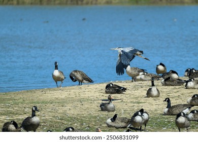 Grey heron flying over wetland with canada goose and greylag goose on ground - Powered by Shutterstock