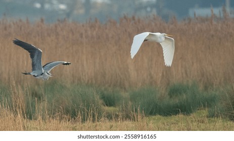 Grey heron and Great Egret flying close together over marshland reedbeds - Powered by Shutterstock