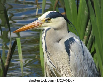 Grey heron head from side close up with lake water and reeds in the background in spring in Hungarian rural area