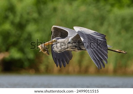 Similar – Image, Stock Photo Gray heron Heron Bird