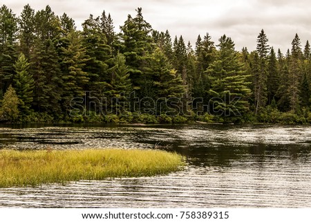 Grey Heron hunting fish flooded area in Ontario Canada lake of algonquin national park on the background