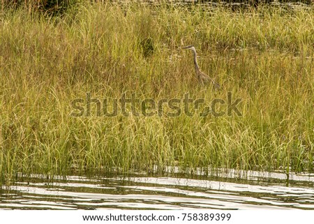 Grey Heron hunting fish flooded area in Ontario Canada lake of algonquin national park on the background