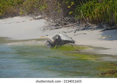 Grey Heron, Island Fulhadhoo Maldives