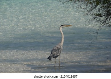 Grey Heron, Island Fulhadhoo Maldives