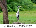 The Grey Heron Master of the Marshes