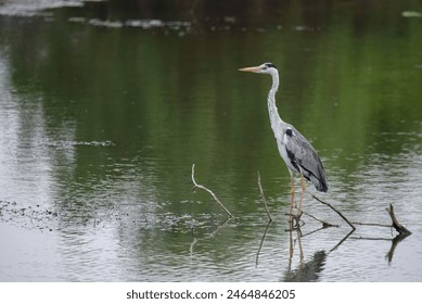 Grey heron on the hunt. A gray heron (Ardea cinerea) is resting in a river. Gray heron in wilderness at a lake. Close Up Profile of a Great Blue Heron in Breeding Plumage Against Water - Powered by Shutterstock