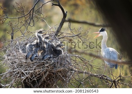 Grey heron on the nest. Heron feed the chicks. Bird watching in Europe.  ストックフォト © 