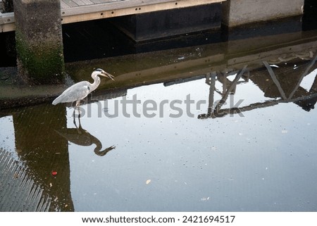Grey heron on slipway with a fish in its beak reflected in shallow water