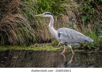 Grey Heron The Perfect Fisherman With Extremely Good Eyesight