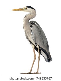 Grey Heron standing, Ardea Cinerea, 5 years old, isolated on white