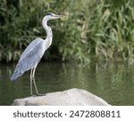 Grey Heron standing on a rock in river.