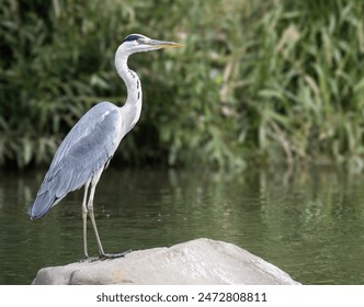 Grey Heron standing on a rock in river.