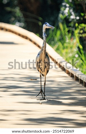 Foto Bild Lustiges Porträt einer Gans, die auf die Kamera vor der Kamera schaut.