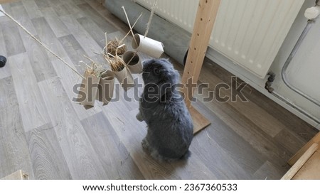 Grey holland lop bunny rabbit playing with a diy snack garland of empty toilet paper rolls