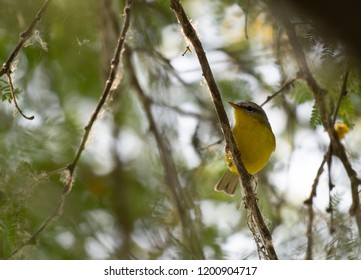 Grey Hooded Warbler