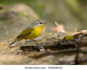 Grey Hooded Warbler