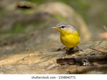 Grey Hooded Warbler