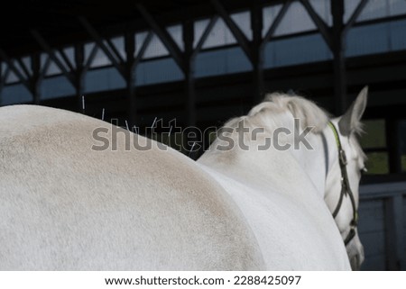 grey horse with acupuncture needles in back or spine equine back or muscle treatment with acupuncture needles horizontal image with room for type equine health muscle and pain control for horse