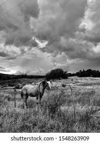 Grey Horse Farm Ranch West Texas Storm Clouds Summer Rain