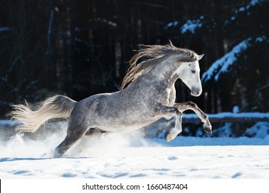 Grey horse gallops on snow