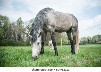 grey horse grazing grass in a field - Powered by Shutterstock