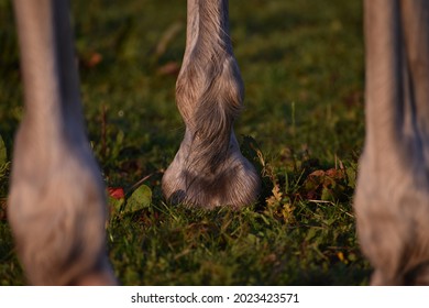 Grey horse legs, tail, hooves and head.