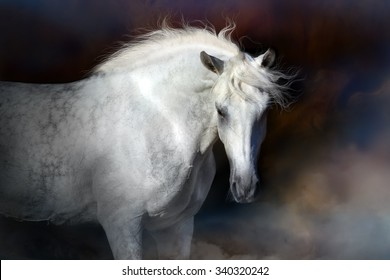 Grey  horse with long mane