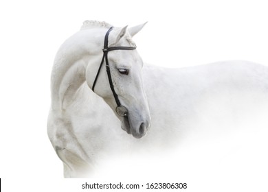 Grey horse with long mane close up portrait on white background. High key image - Powered by Shutterstock