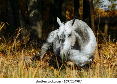 Grey horse lying down in field. Stallion get fun on grass in autumn
