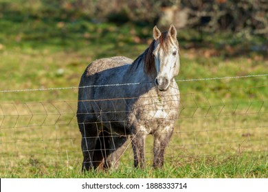 Grey Horse Peering Over A Fence In A Field - Huntington Beach, California