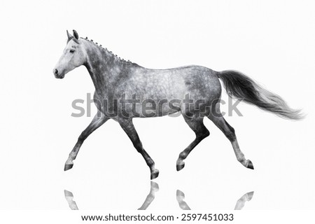 Grey horse  runtrot  isolated on white background
