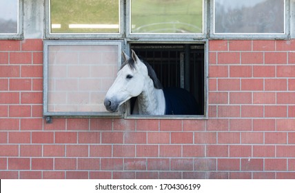 grey horse stands in a exposed brickwork horse box and looks out of an open window to the left, on a cloudy day