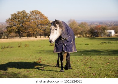 a grey horse walked up a field in a warm rug in the winter time.