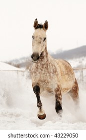 Grey horse in winter field