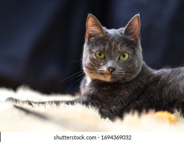 Grey house cat lying on the carpet - Shutterstock ID 1694369032