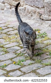 Grey House Cat Outside