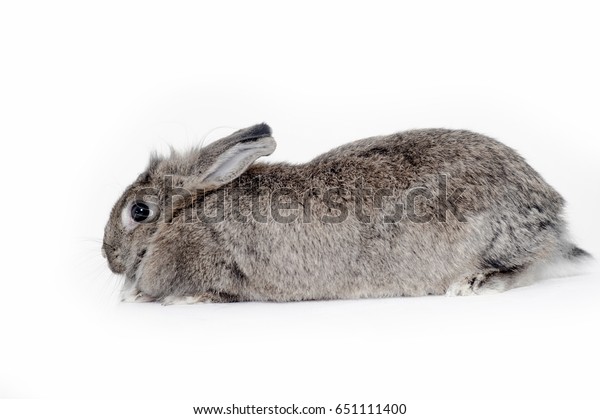 grey house rabbit