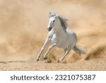 Grey  iberian horse run free on desert dust