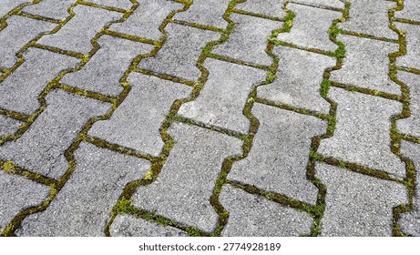 Grey interlocking concrete pavers create an intricate pattern on a weathered outdoor path, with vibrant green moss and tiny weeds emerging from the narrow joints between the blocks